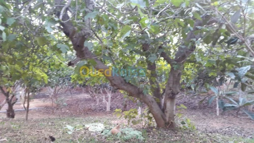 Vente Villa Alger Khraissia