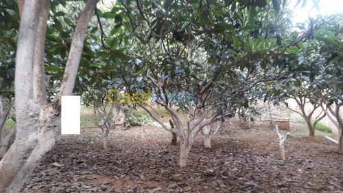 Vente Villa Alger Khraissia