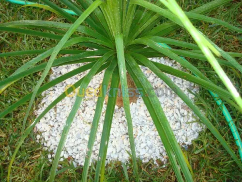 Jardinage
