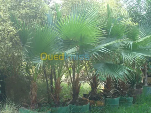 Jardinage