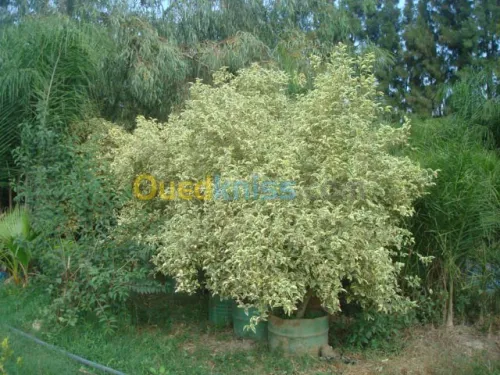 Jardinage