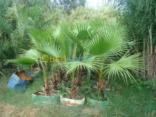 Jardinage