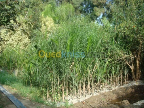 Jardinage