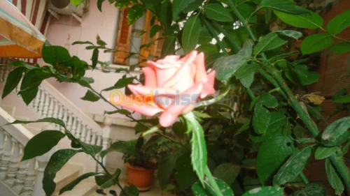 assistance  jardinage 