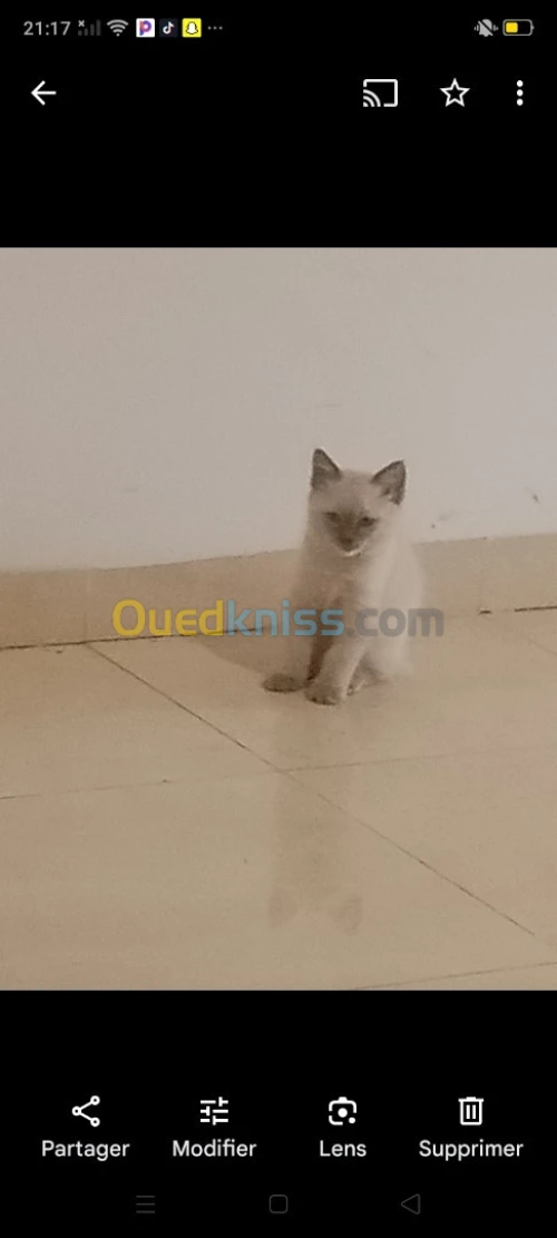 Chat seamois 