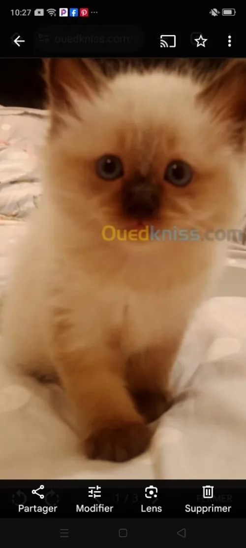 Chat a vendre