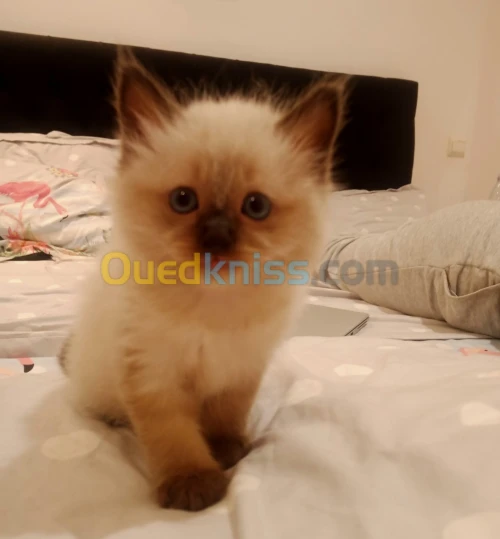 Chat seamois