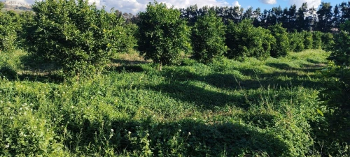 Vente Terrain Agricole Alger Bab ezzouar