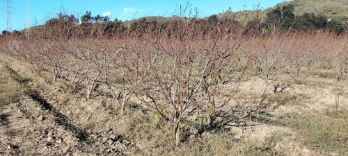Vente Terrain Agricole Alger Bab ezzouar 2