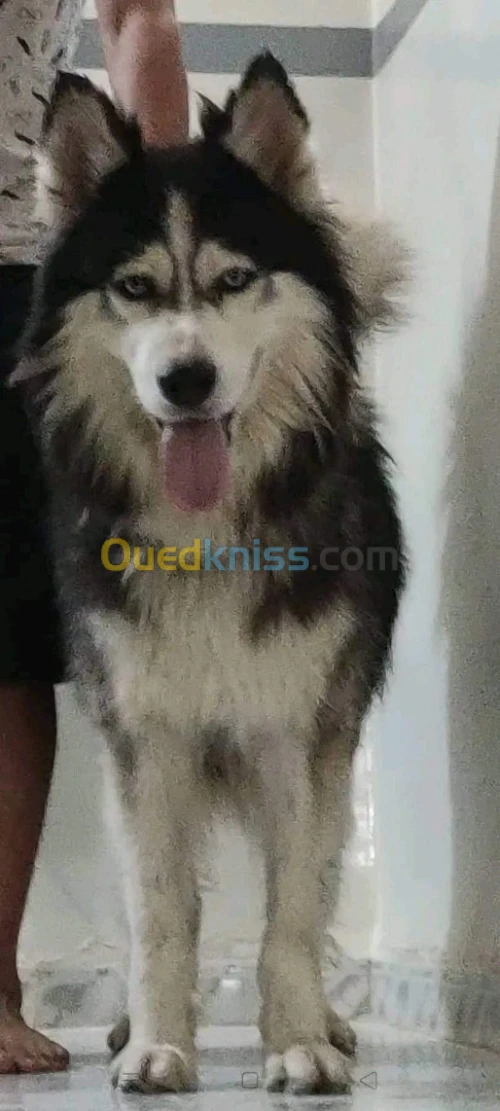 husky