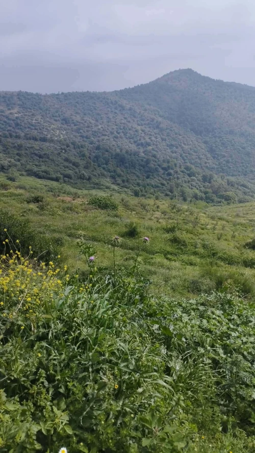 Vente Terrain Boumerdès Beni amrane