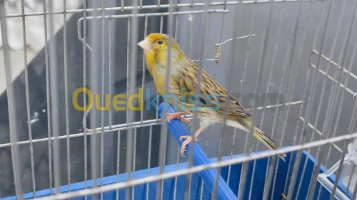 Canari bronze