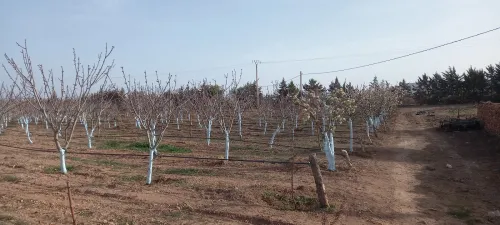 Vente Terrain Agricole Sidi Bel Abbès Ain tindamine