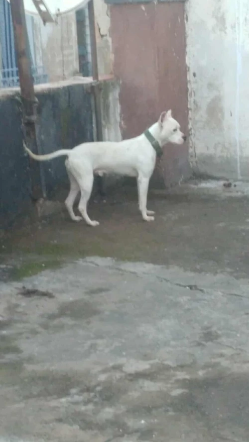 pitbull 