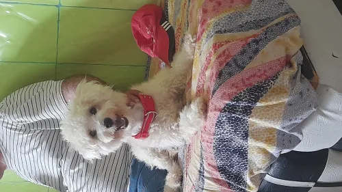 Caniche