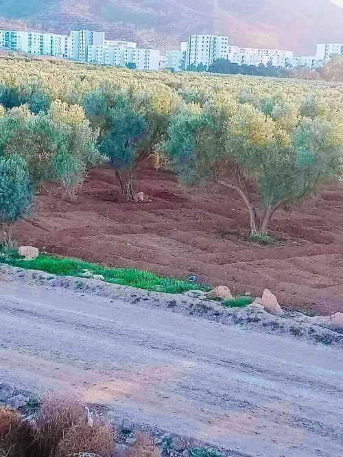 Vente Terrain Agricole Mascara Sig