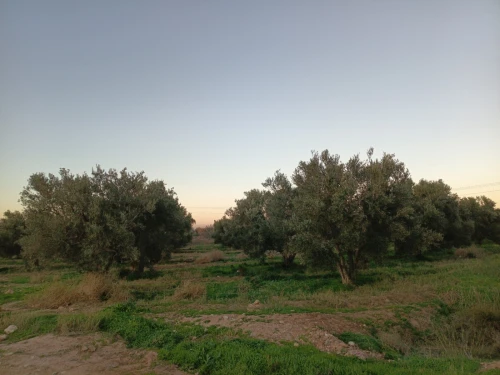 Vente Terrain Agricole Mascara Sig