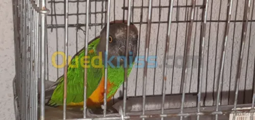 كوبل يويو سينيغالي