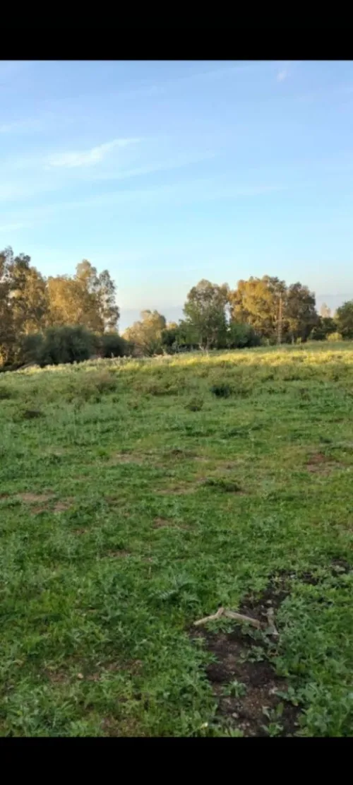 Vente Terrain Blida Blida
