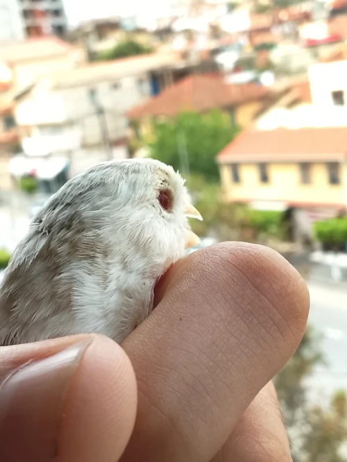 Canari marbré yeux rouges  كناري رخامة زيو روج