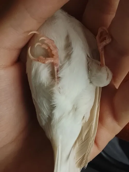 Canari marbré yeux rouges  كناري رخامة زيو روج