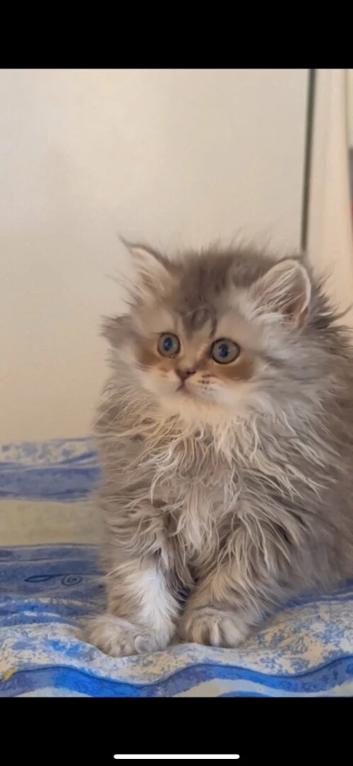 Chat persan