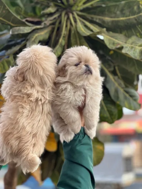 Canich - yorkshir - bichon - pékinois 
