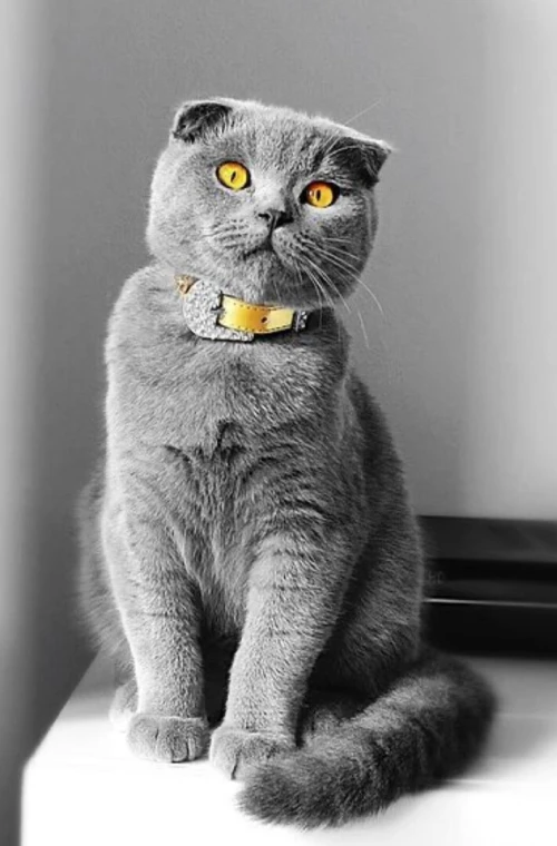 Chat scottish fold - british shorthair قط