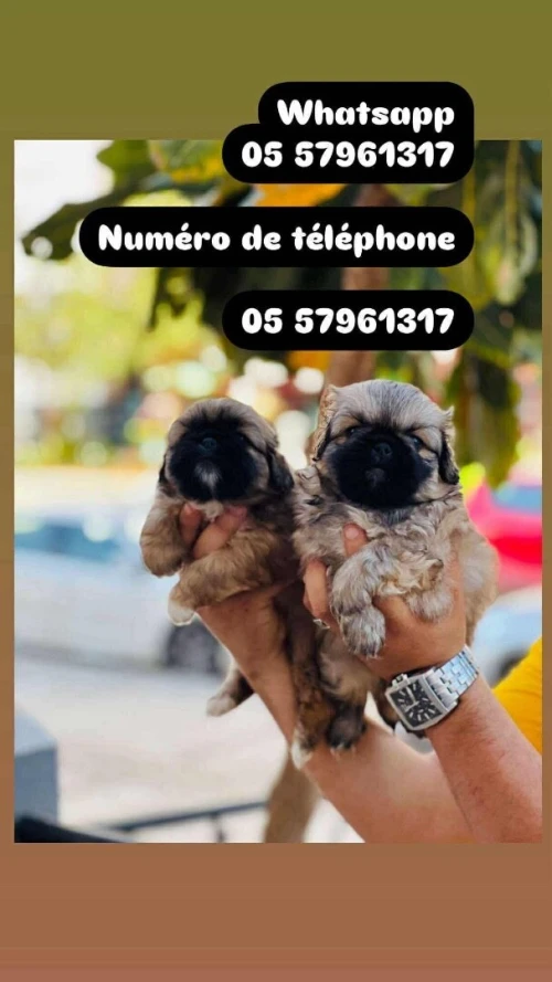 Chien canich Pékinois كانيش لي ميكبرش