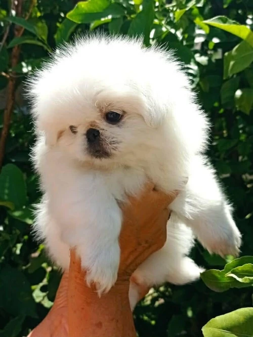 Chien canich Pékinois كانيش لي ميكبرش