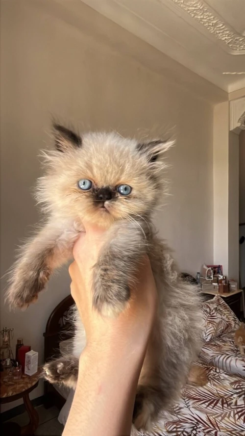 Chat persan قط بيرسون Peaky Face moon face