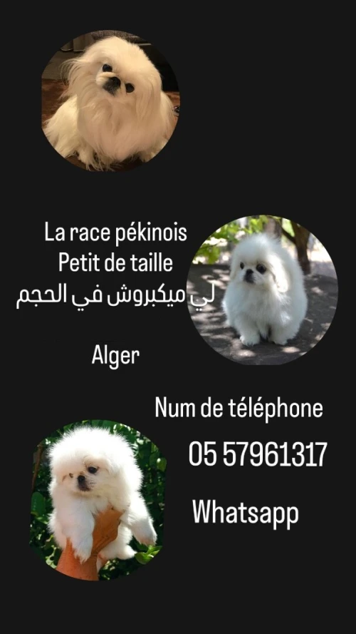 Chien canich Pékinois كانيش لي ميكبرش