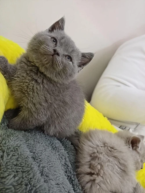 Chat scottish fold - british shorthair قط