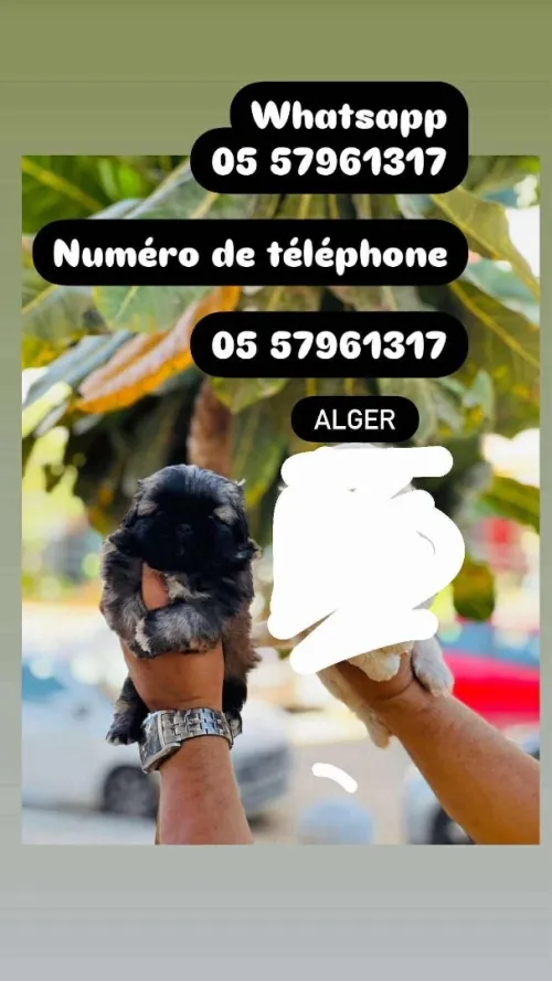 Chien canich Pékinois كانيش لي ميكبرش