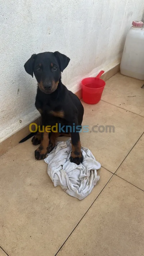 Doberman 