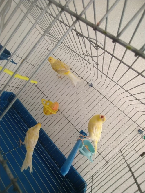 كناري زيو روج canari yeux rouges 