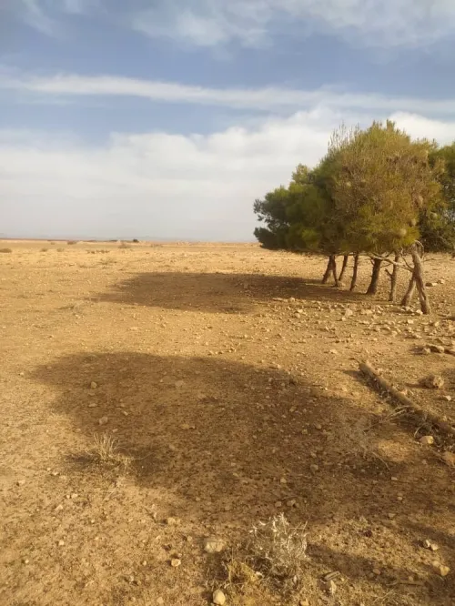 Vente Terrain Agricole Djelfa Hassi fedoul