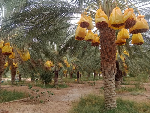 Vente Terrain Agricole Biskra El ghrous