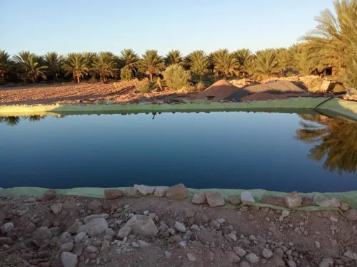 Vente Terrain Agricole Biskra El ghrous