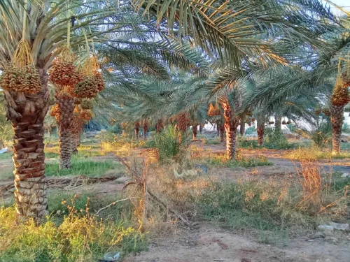 Vente Terrain Agricole Biskra El ghrous