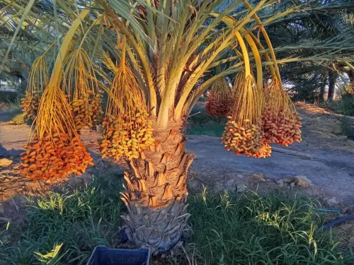 Vente Terrain Agricole Biskra El ghrous