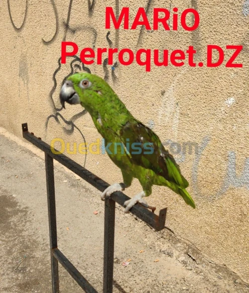 Perroquet Amazone Nuque D'or 2024