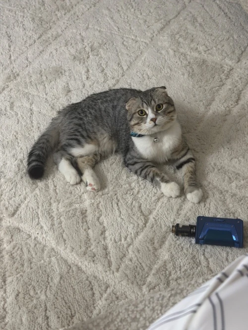 Chat male coupleur scottish fold pure race