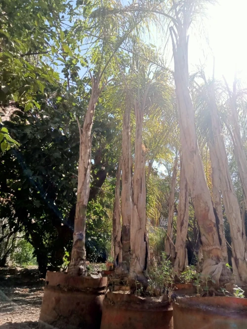 أشجار الكوكوز cocos arbres palmier