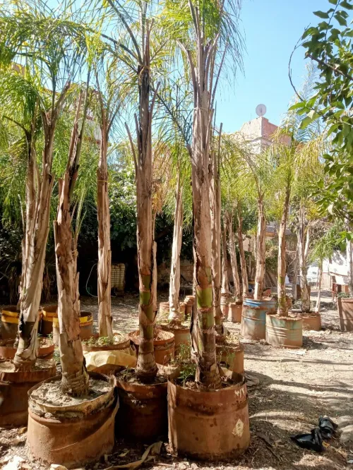 أشجار الكوكوز cocos arbres palmier