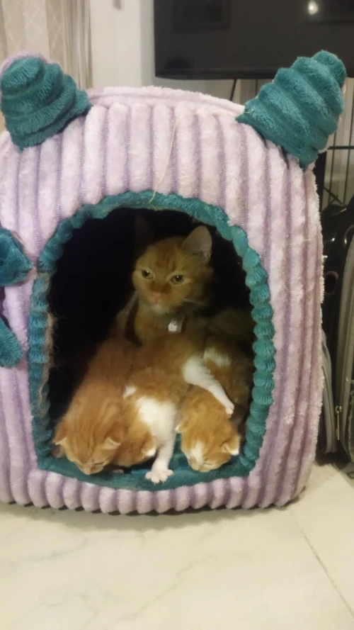 Chat person  avec ses trois chatons