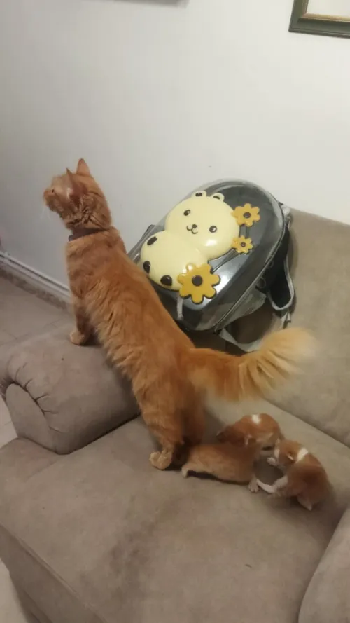 Chat person  avec ses trois chatons