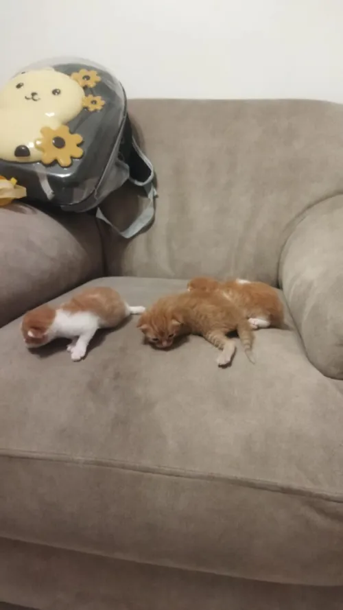 Chat person  avec ses trois chatons