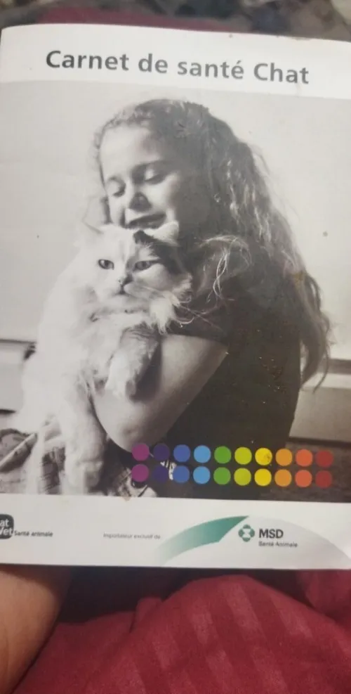 Chat person  avec ses trois chatons