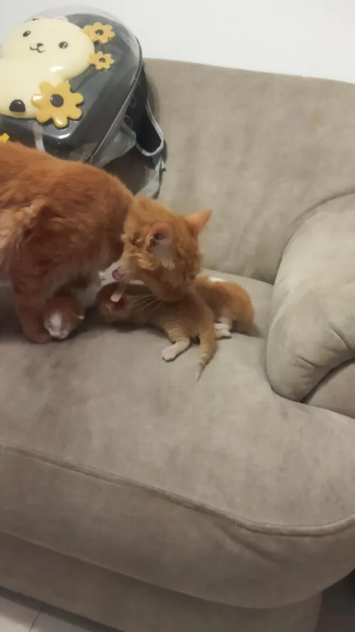 Chat person  avec ses trois chatons